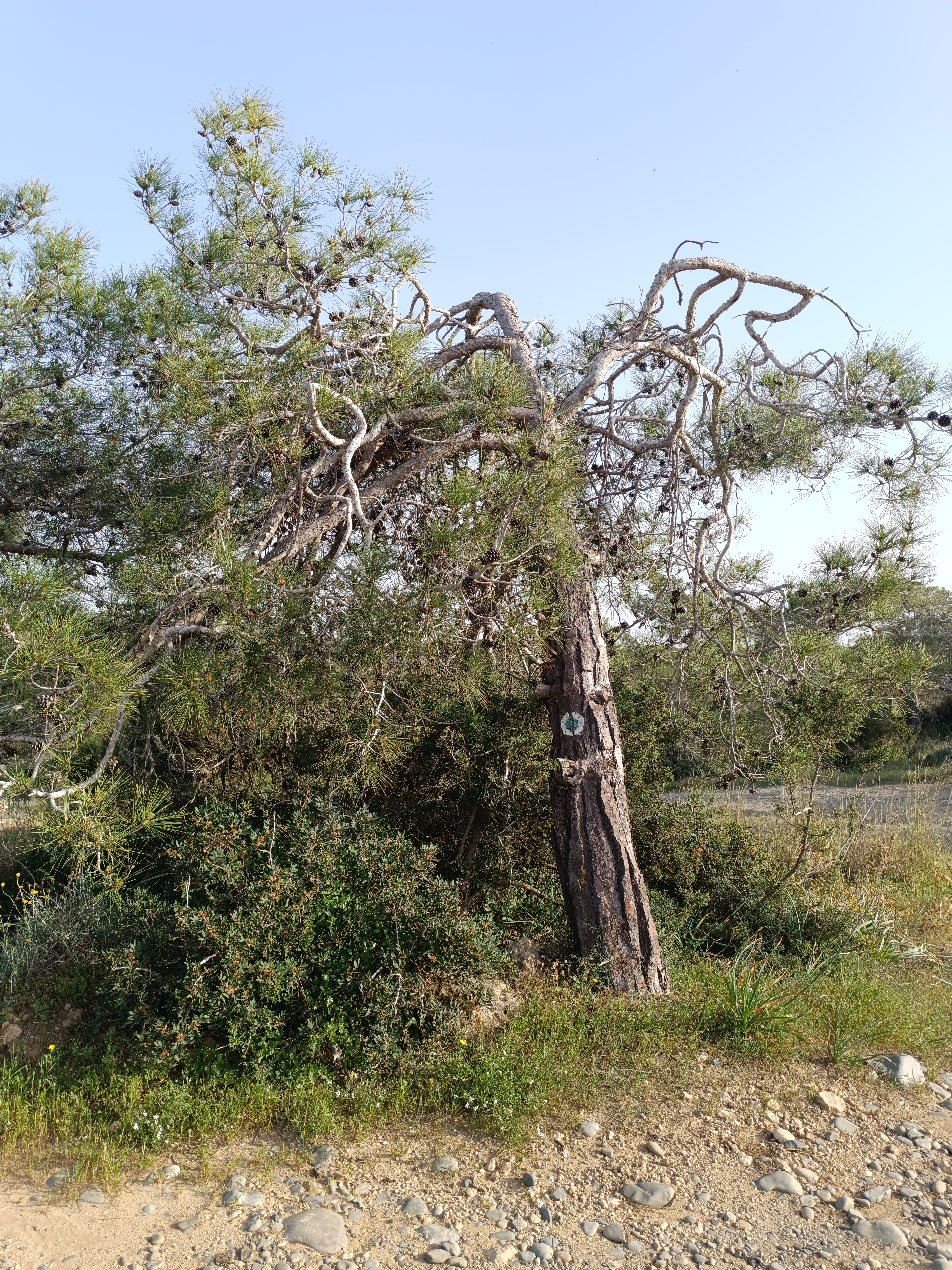 Hiking trail marker in North Cyprus on a scenic mountain path